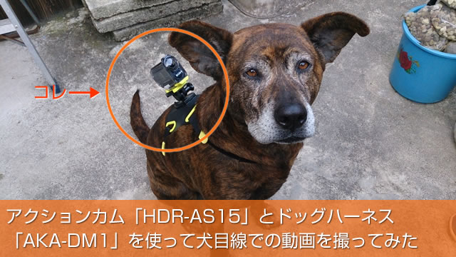 2014-02-26_hdr-as15-dog-top.jpg