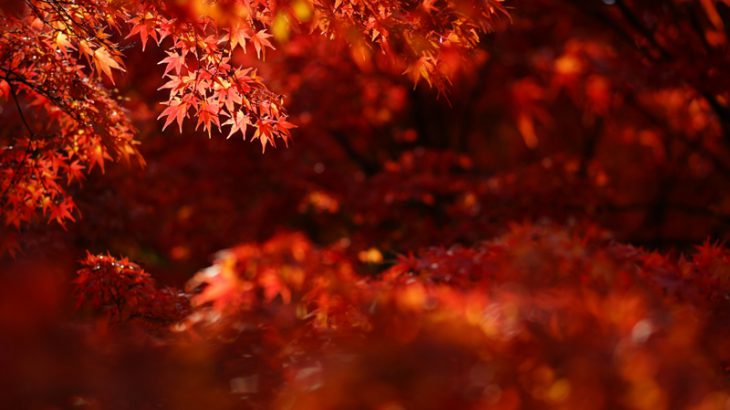 身近な景色の中から“秋”を見つけよう！